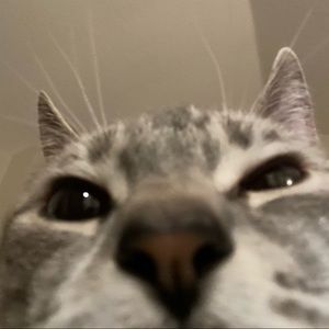 Meet your Posher, Gracie